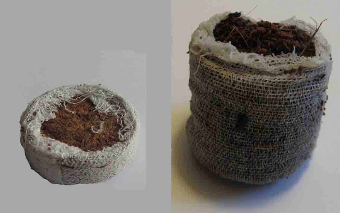 Neem-Quelltopf Links in trockenem, rechts in aufgequollenem Zustand