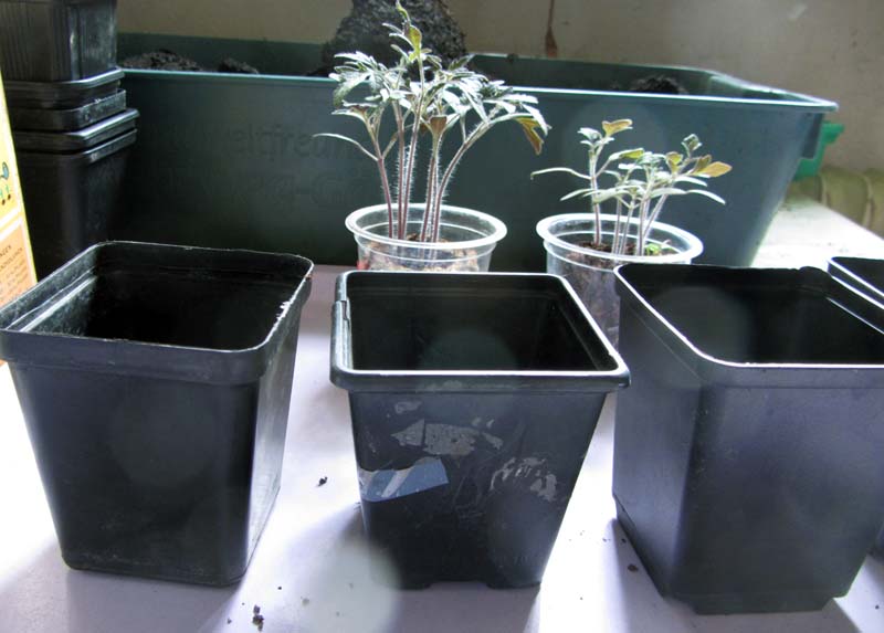 Drei kleine Töpfe, in die die Tomaten gesetzt werden sollen.