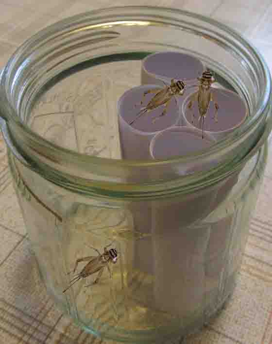 Cricket glass with paper rolls Cricket glass with paper rolls