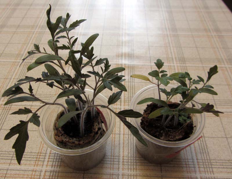 Two plastic cups each with a cocos ball with plantlets 