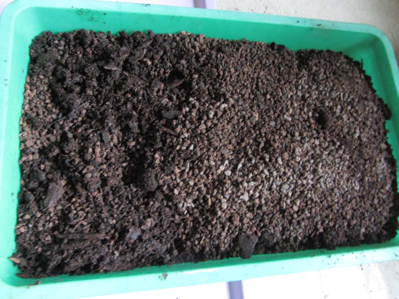 Green plastic bowl with soil mix