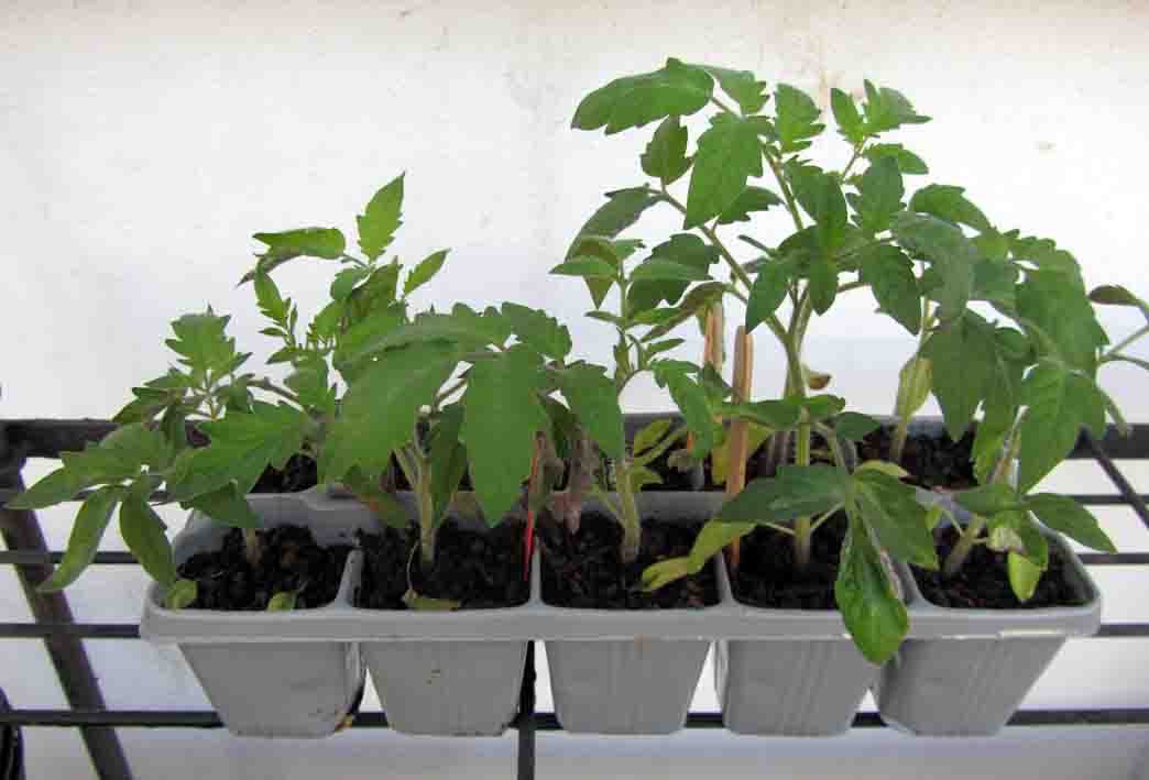 A Trayer with Tomatoe plants 4 weeks after pricking
