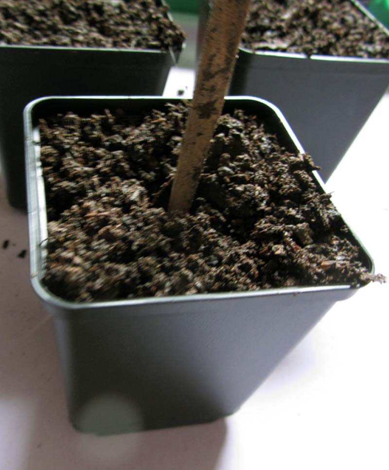 A chopstick is stuck deep in the ground, forming a hole.