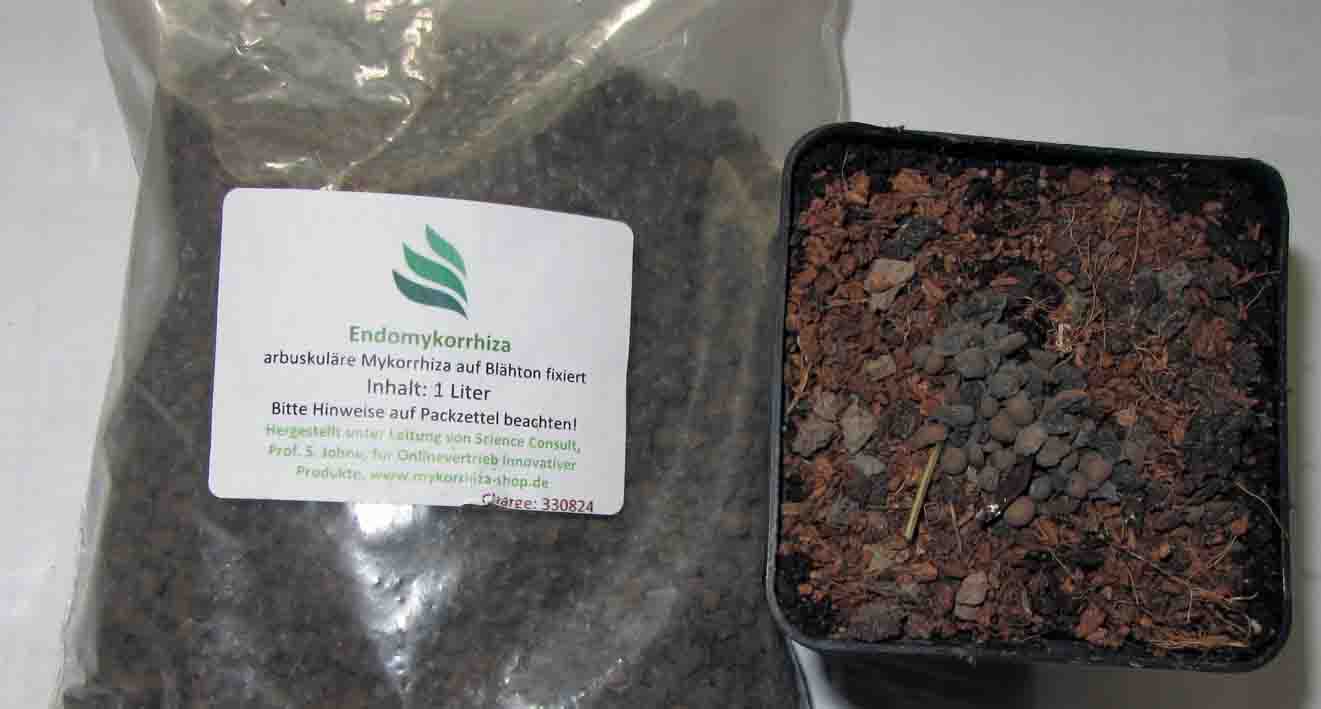 Plastic bag and Mycorrhizal expanded clay in the soil hole 